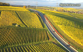 yellow vineyards